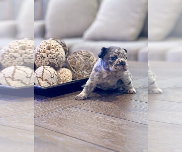 Medium Photo #3  Breeder Profile in FONTANA, CA, USA