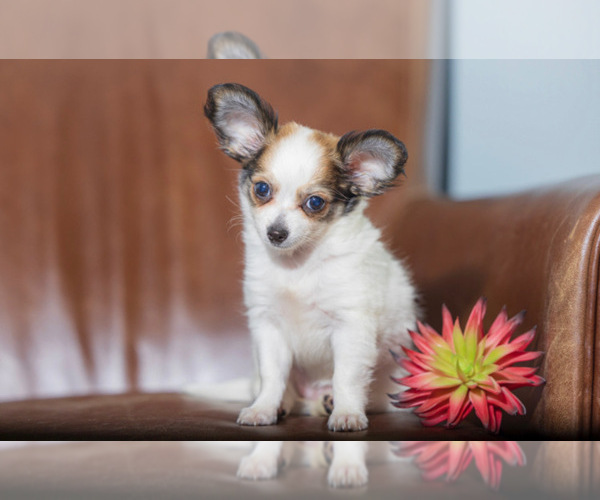 Medium Photo #27  Breeder Profile in HOMERVILLE, GA, USA