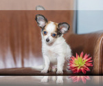 Small #26 Breeder Profile image