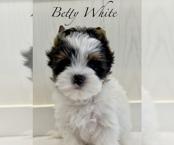 Medium Photo #13  Breeder Profile in PLANO, TX, USA