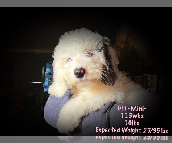 Medium Photo #3  Breeder Profile in CONNEAUT, OH, USA