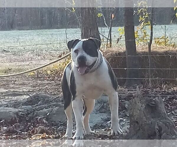 Medium Photo #13  Breeder Profile in COLUMBIA, KY, USA