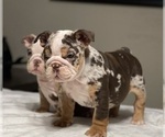 Small breeder photo