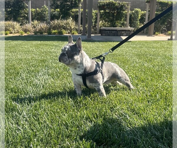 Medium Photo #10  Breeder Profile in FONTANA, CA, USA