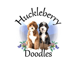 Bernedoodle Dog Breeder near SURPRISE, AZ, USA