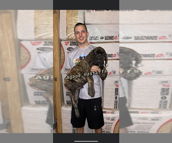 Medium Photo #24  Breeder Profile in MORRISTON, FL, USA