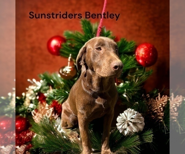 Medium Photo #32  Breeder Profile in NEOLA, WV, USA