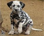 Small #6 Breeder Profile image