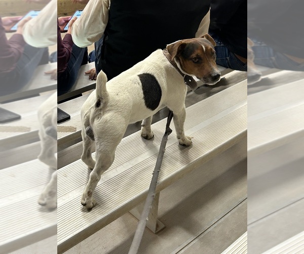 Medium Photo #11  Breeder Profile in BELLVILLE, TX, USA