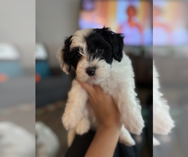 Medium Photo #6  Breeder Profile in SAN ANTONIO, TX, USA