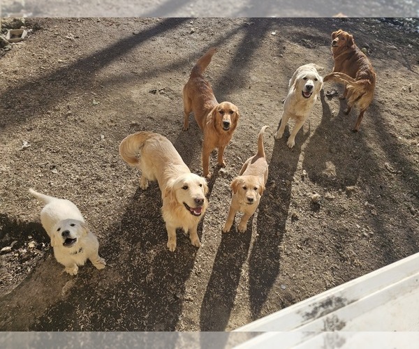 Medium Photo #1  Breeder Profile in DAVISON, MI, USA