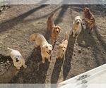 Small breeder photo