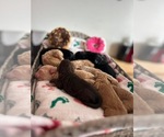 Small #1 Breeder Profile image