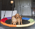 Small #3 Breeder Profile image