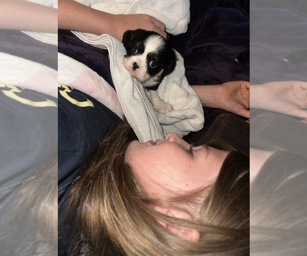 Medium Photo #12  Breeder Profile in WAXAHACHIE, TX, USA