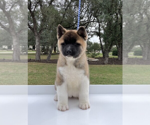 Medium Photo #9  Breeder Profile in GEORGETOWN, TX, USA