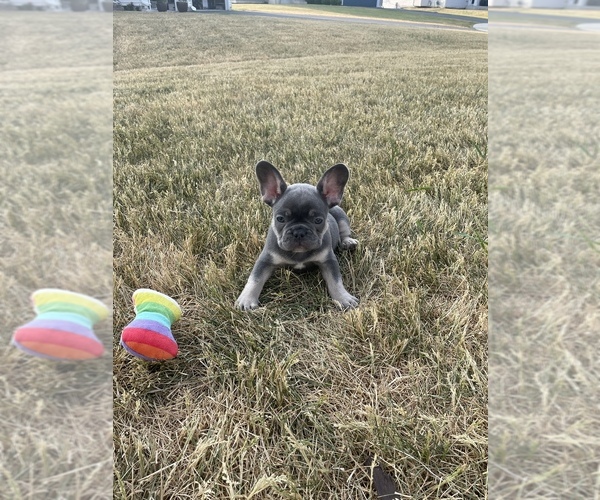 Medium Photo #1  Breeder Profile in YORKVILLE, IL, USA