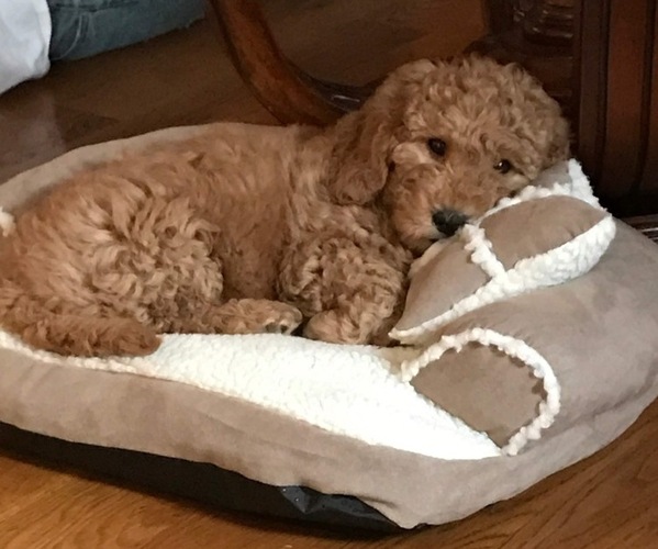 Medium Photo #1  Breeder Profile in MEMPHIS, TN, USA