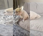 Small #49 Breeder Profile image