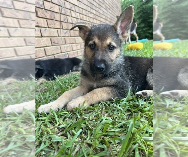 Medium Photo #1  Breeder Profile in CONWAY, AR, USA
