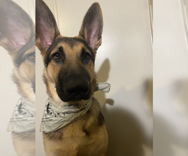 Medium Photo #1  Breeder Profile in GLOUCESTER, VA, USA