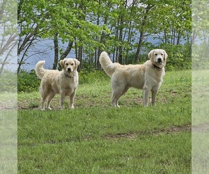 Golden Retriever Dog Breeder near SODDY DAISY, TN, USA