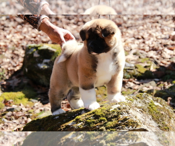 Medium Photo #9  Breeder Profile in SUSSEX, NJ, USA