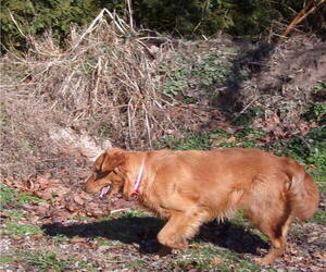 Golden Retriever Dog Breeder near CROSSVILLE, TN, USA