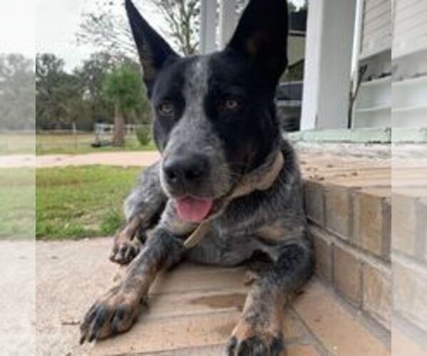 Medium Photo #1  Breeder Profile in BEDIAS, TX, USA