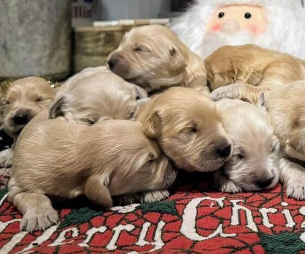 Medium Photo #2  Breeder Profile in MILACA, MN, USA