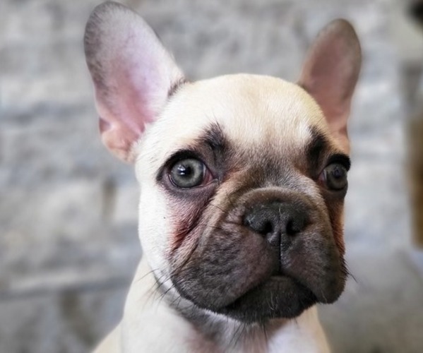 Medium Photo #1  Breeder Profile in INDIO, CA, USA