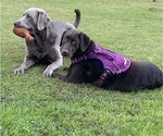 Small #16 Breeder Profile image