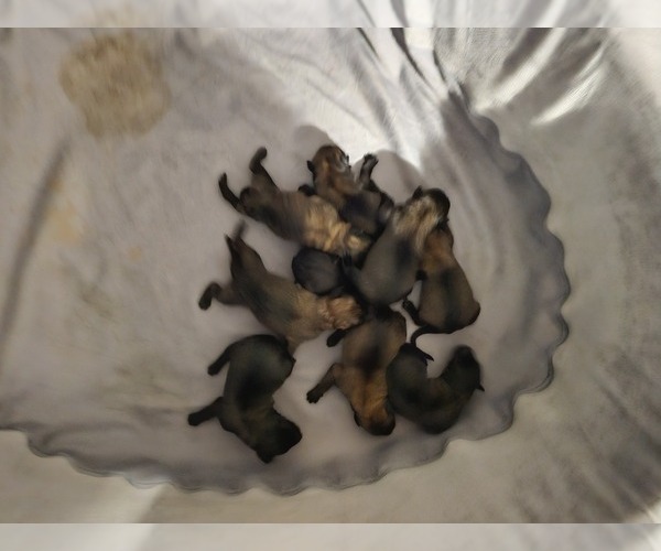 Medium Photo #24  Breeder Profile in SHICKSHINNY, PA, USA