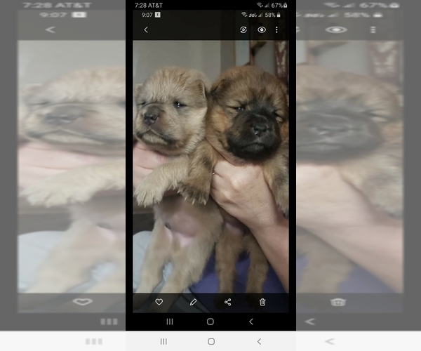 Medium Photo #1  Breeder Profile in COWETA, OK, USA