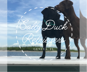 Labrador Retriever Dog Breeder near GENEVA, FL, USA