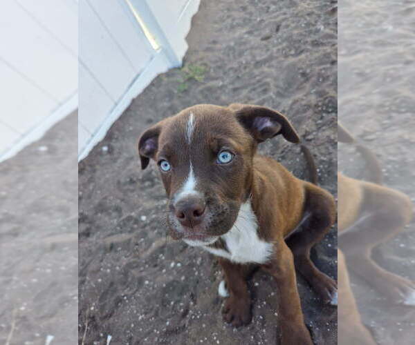 Medium Photo #3  Breeder Profile in SEBASTIAN, FL, USA