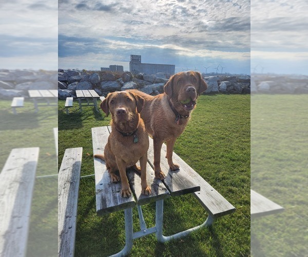 Medium Photo #62  Breeder Profile in BUFFALO, NY, USA