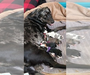 Australian Cattle Dog-Labrador Retriever Mix Dog Breeder in PORTLAND,  USA