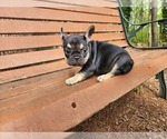 Small breeder photo