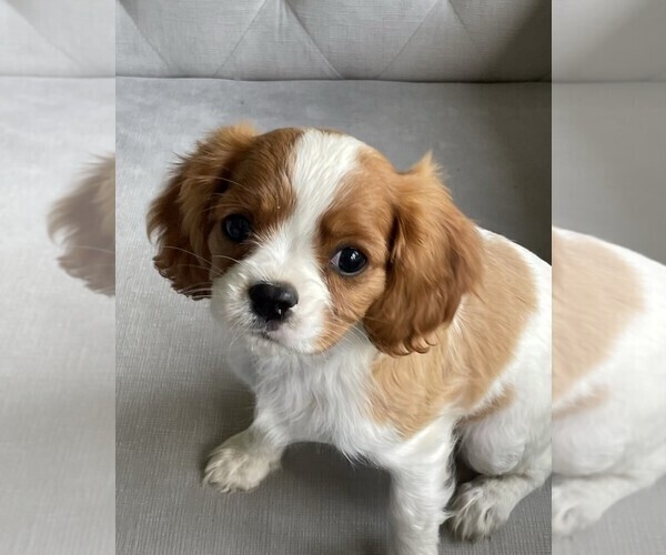 Medium Photo #1  Breeder Profile in OLATHE, KS, USA