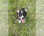 Small #4 Breeder Profile image