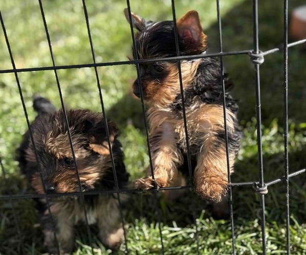 Medium Photo #5  Breeder Profile in PEYTON, CO, USA