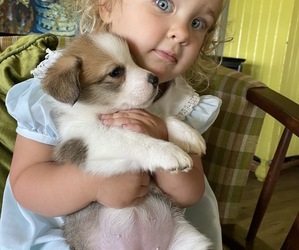 Pembroke Welsh Corgi Dog Breeder near WEATHERFORD, TX, USA