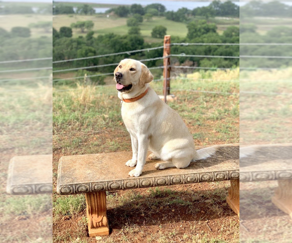 Medium Photo #1  Breeder Profile in COLLEGE STATION, TX, USA