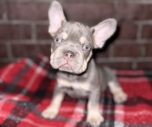 French Bulldog Dog Breeder in COLUMBIA,  USA