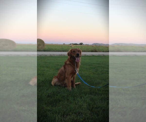 Medium Photo #12  Breeder Profile in BAYARD, NE, USA