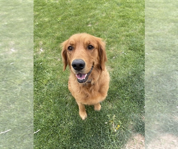 Medium Photo #1  Breeder Profile in OLATHE, CO, USA