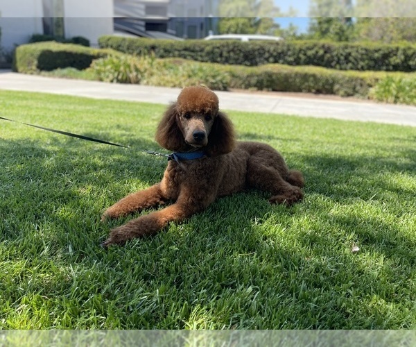 Medium Photo #1  Breeder Profile in RIVERSIDE, CA, USA