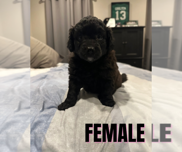Medium Photo #3  Breeder Profile in LAVONIA, GA, USA