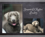 Small breeder photo